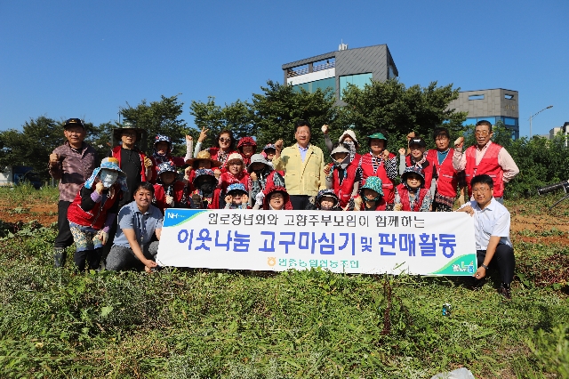 원로청년회와 고향주부모임이 함께하는 고구마수확 대표 이미지